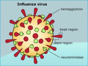 Fighting the New Flu Strain-FluShotPrices