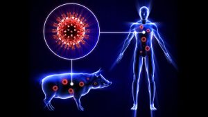 What is Swine Flu - FluShotPrices